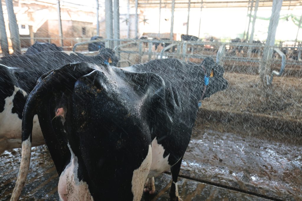 La bagnatura delle vacche in mangiatoia è un aspetto fondamentale nella gestione della mandria.