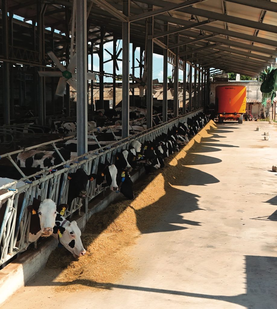 In azienda si dà grande spazio ai foraggi aziendali.