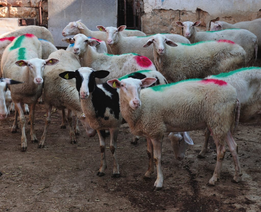In azienda sono anche presenti 300 fra pecore e capre.