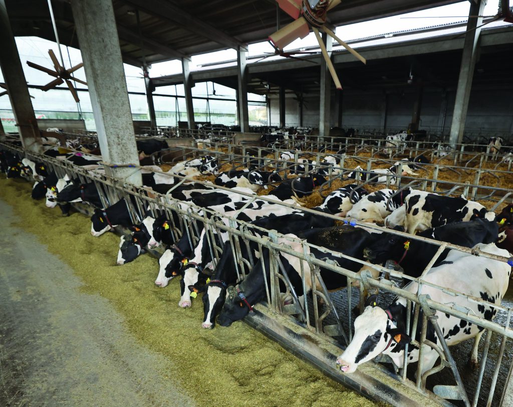 Il costo delle micotossine si paga anche a livello di metabolismo animale, compromettendo la carriera delle bovine alimentate con materie prime contaminate.
