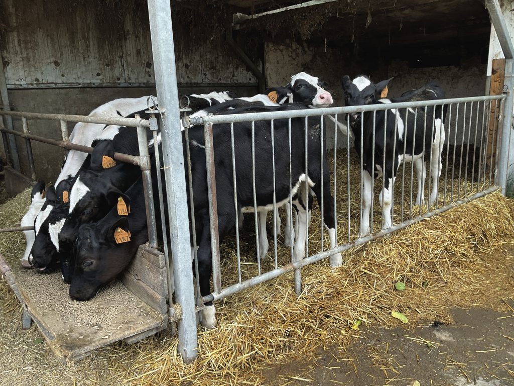 Le buone performance zootecniche e sanitarie della vitellaia sono il frutto di un’ottima alimentazione unita ai recenti investimenti in strutture e macchinari.