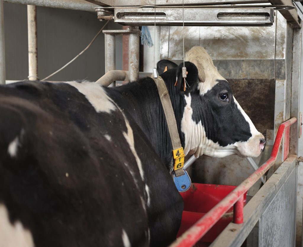 L’utilizzo degli autoalimentatori consente di mirare con precisione la distribuzione di concentrato alle bovine in base al loro livello produttivo.