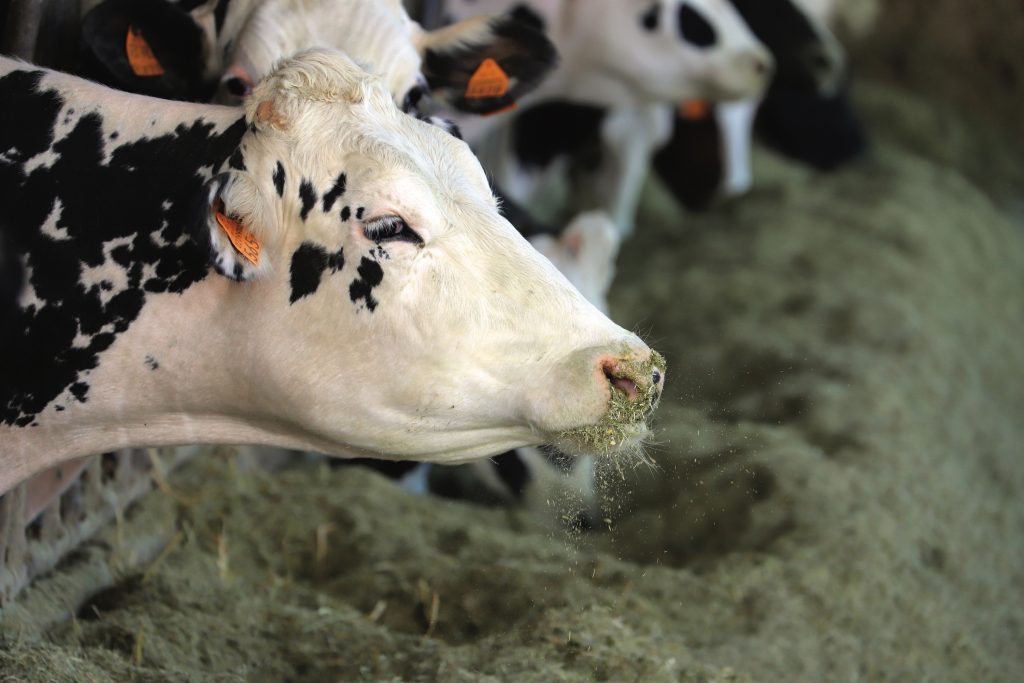 La ricerca Cargill® oggi mette a disposizione degli allevatori nutrimenti specifici che supportano la bovina nel difficile momento estivo.