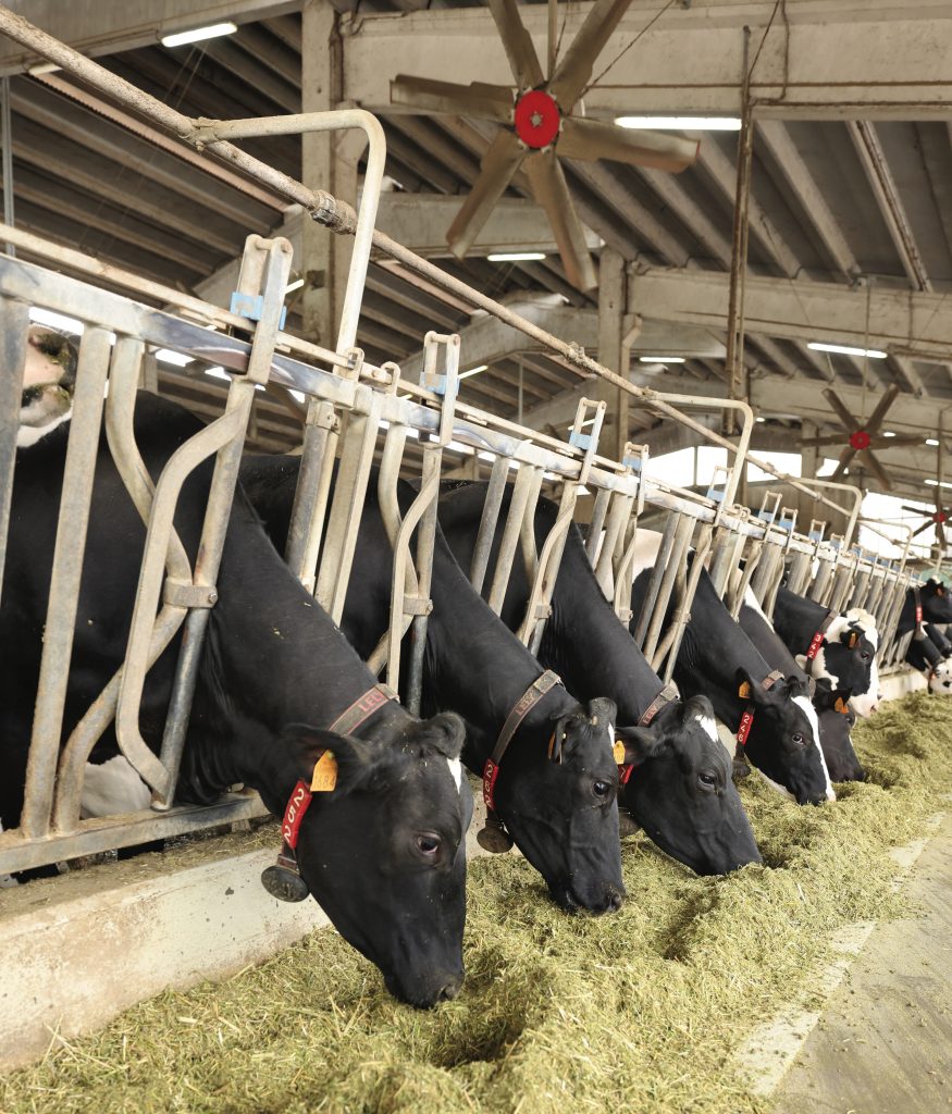 La ventilazione degli animali è essenziale per alleviare il caldo estivo, così come avere le doccette in corsia di alimentazione.