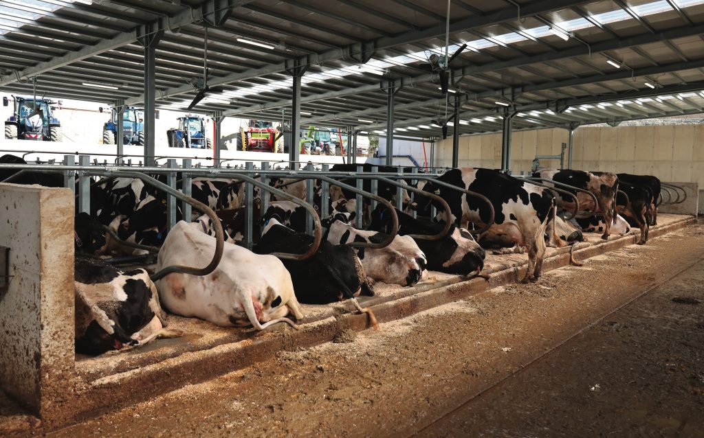 Ampi spazi e ottima ventilazione per il benessere delle bovine ospitate nella nuova stalla.