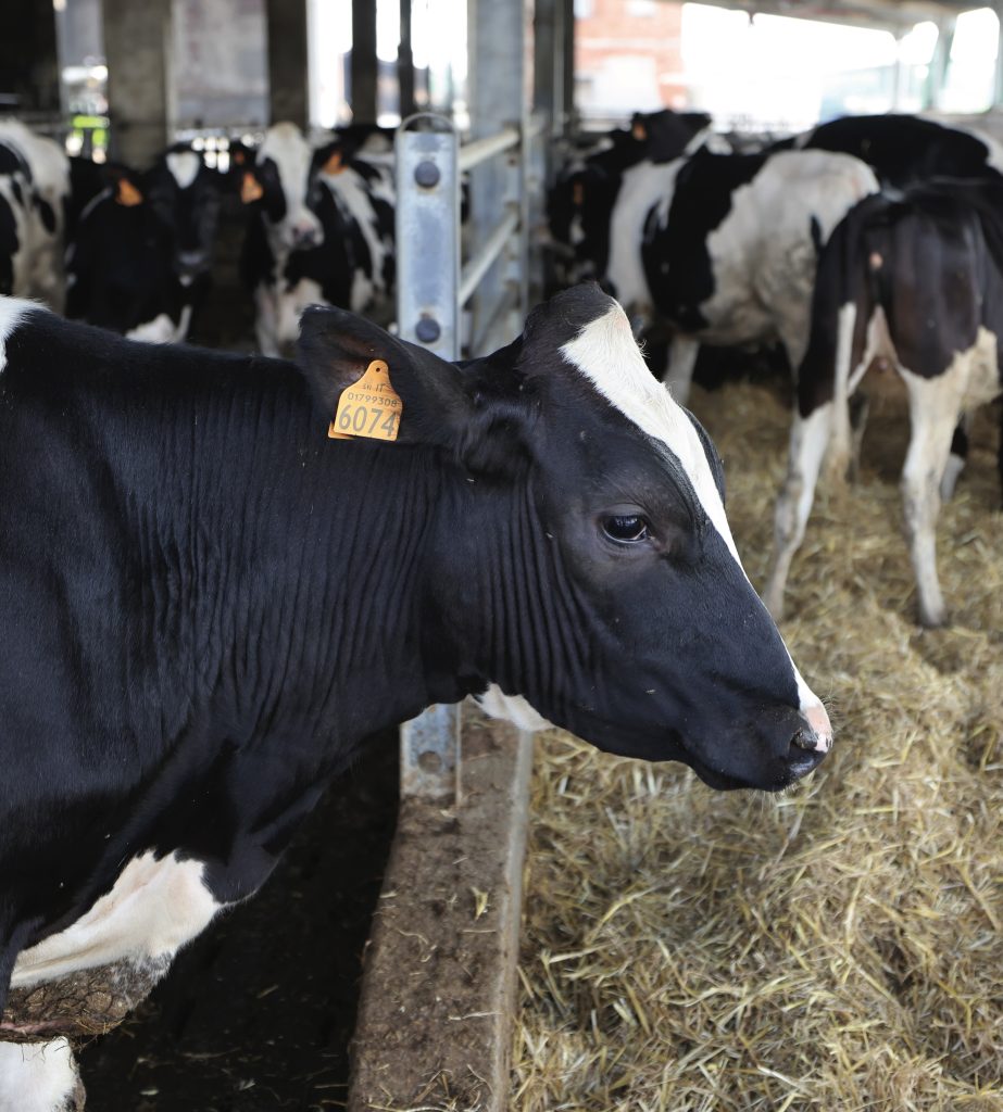 La genetica ideale per gli Scalvini? Massima qualità
del latte e sanità delle bovine