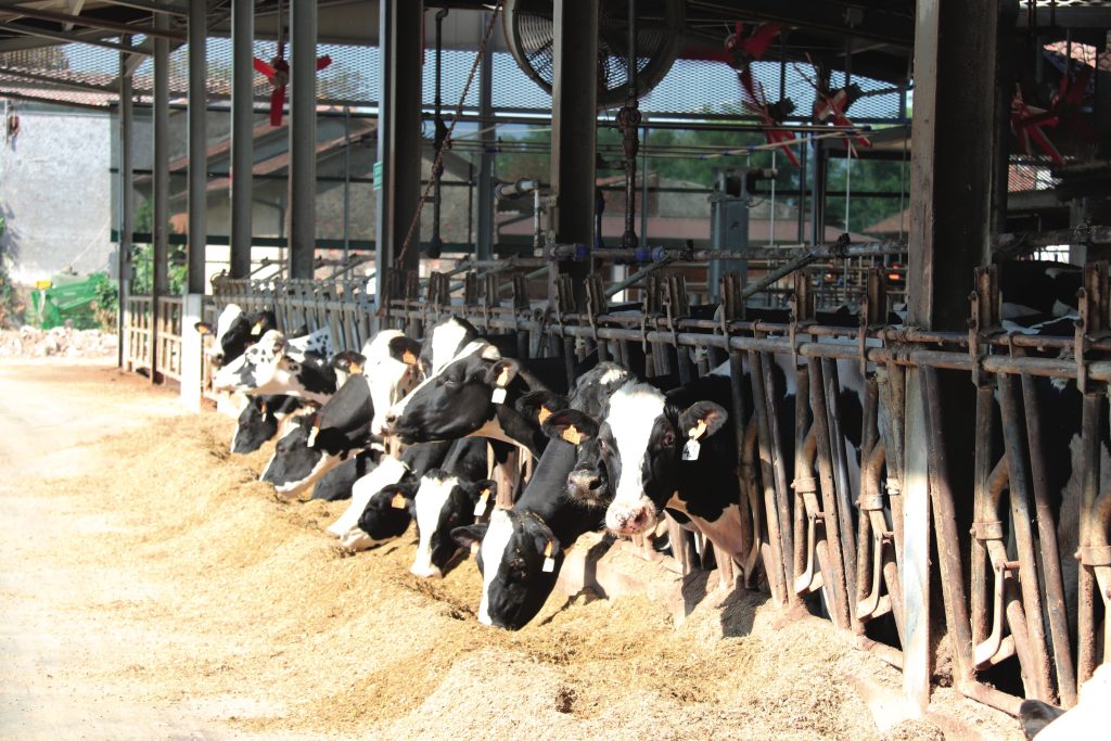 Le strutture d’allevamento sono semplici ma efficienti e rispettose del comfort degli animali