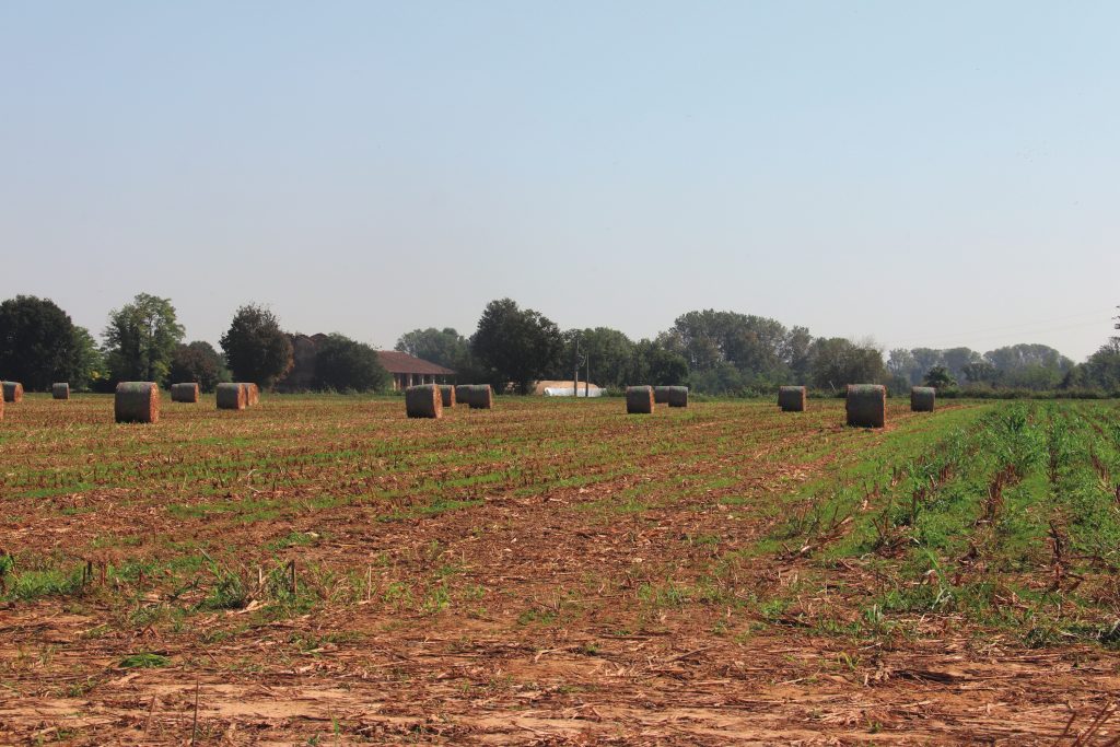 La superficie agronomica a disposizione dell’azienda è di oltre 250 ha.