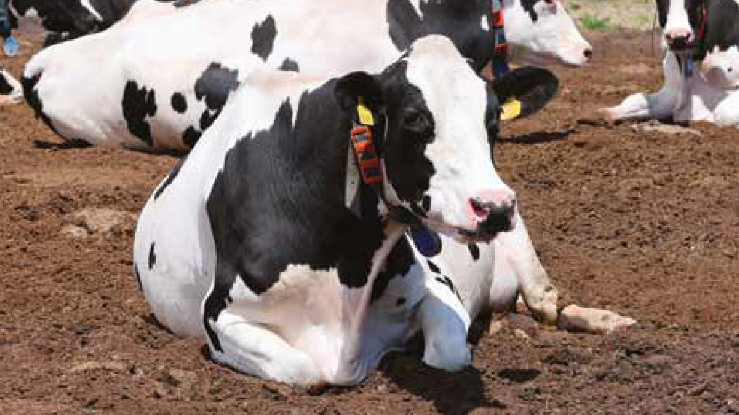 L’obiettivo di ogni allevamento performante è quello di aumentare la longevità delle bovine in un’ottica di maggiore sostenibilità.